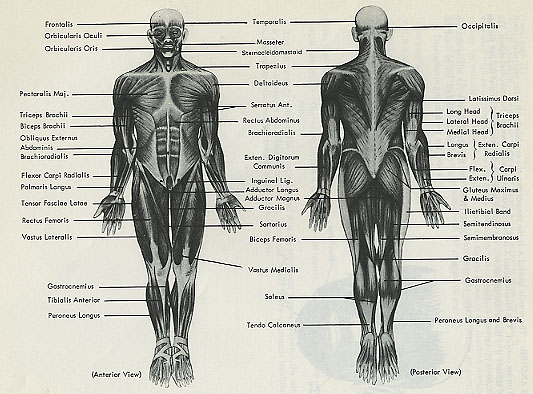 Anatomy of the Chest – Male Posterior – Artery Studios – Medical-Legal  Visuals